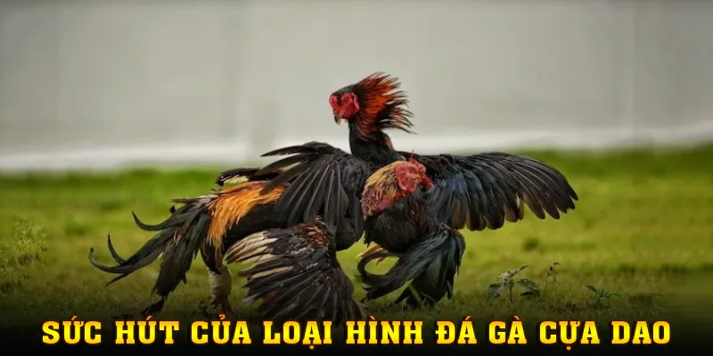 Tìm hiểu sức hút của thể loại đá gà cựa dao
